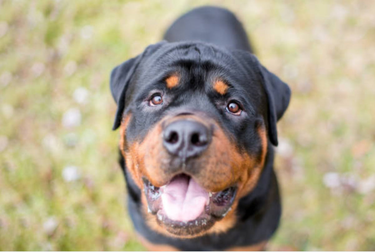 Rottweiler