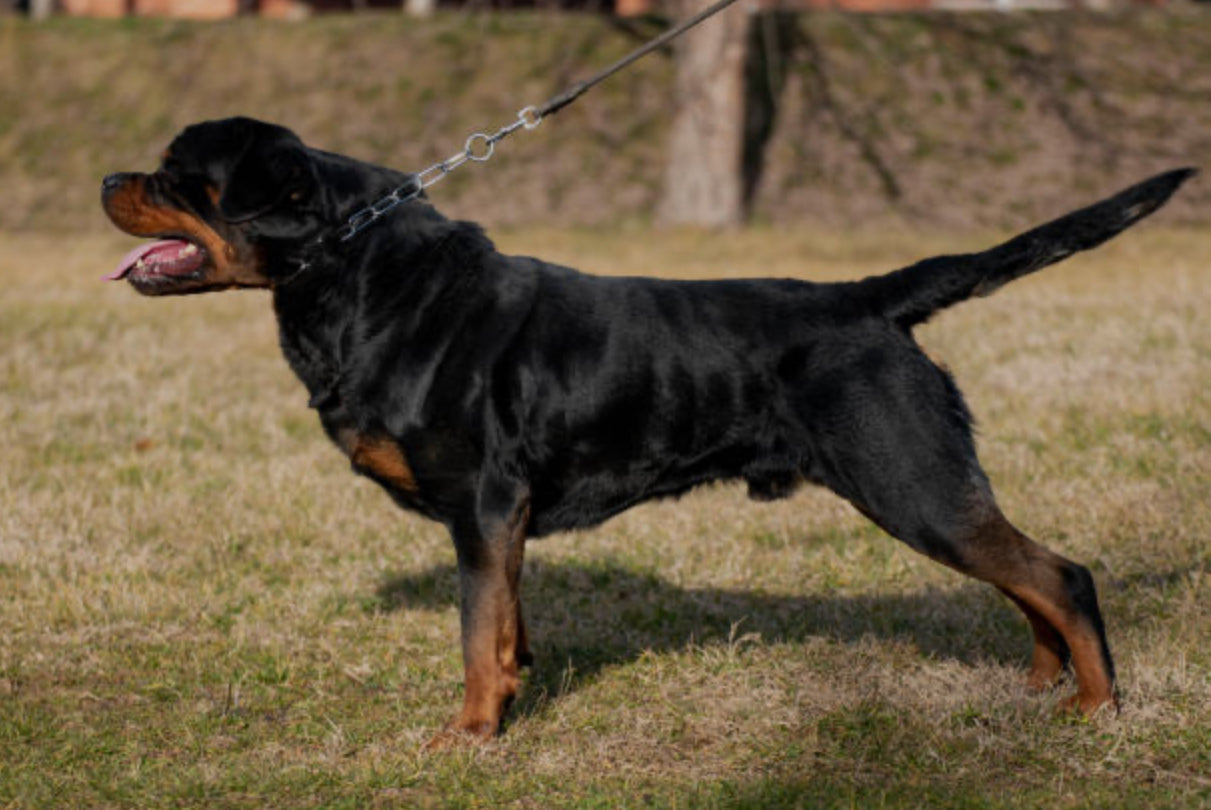 Rottweiler