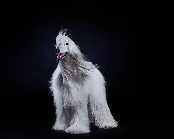 Afghan Hound (Galgo Afgano)