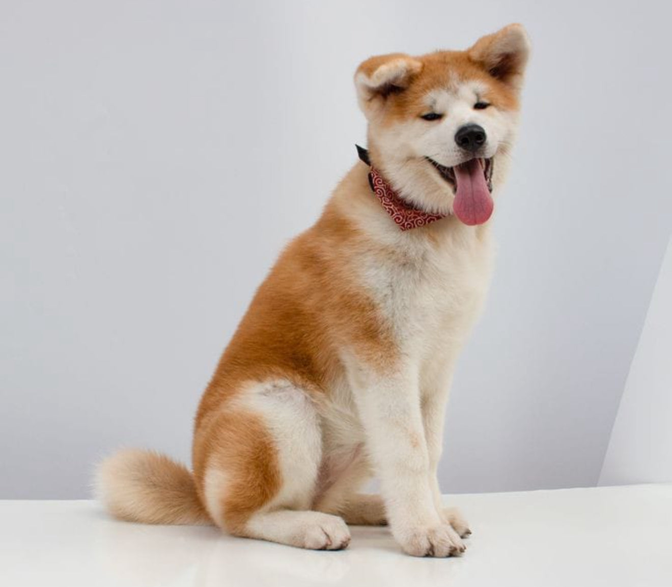 Akita Inu Japonés
