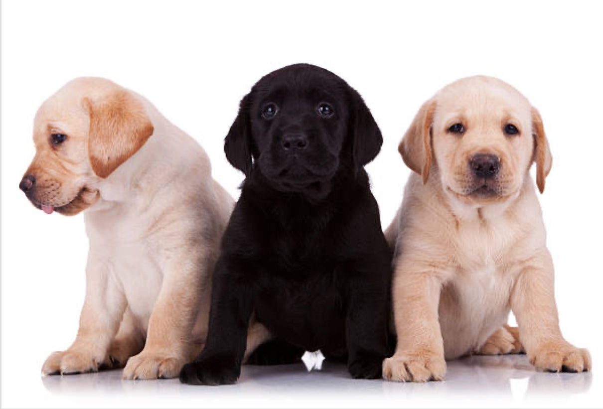 Labrador Retriever