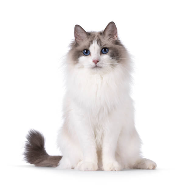 Gato Ragdoll