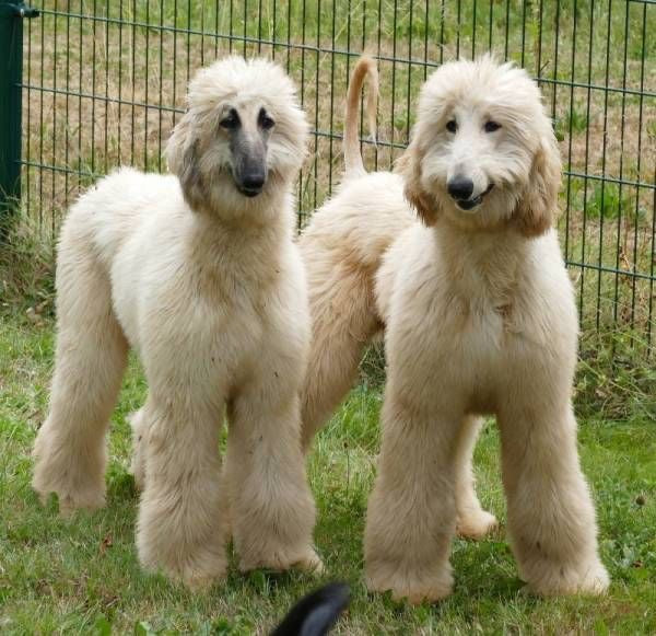 Afghan Hound (Galgo Afgano)