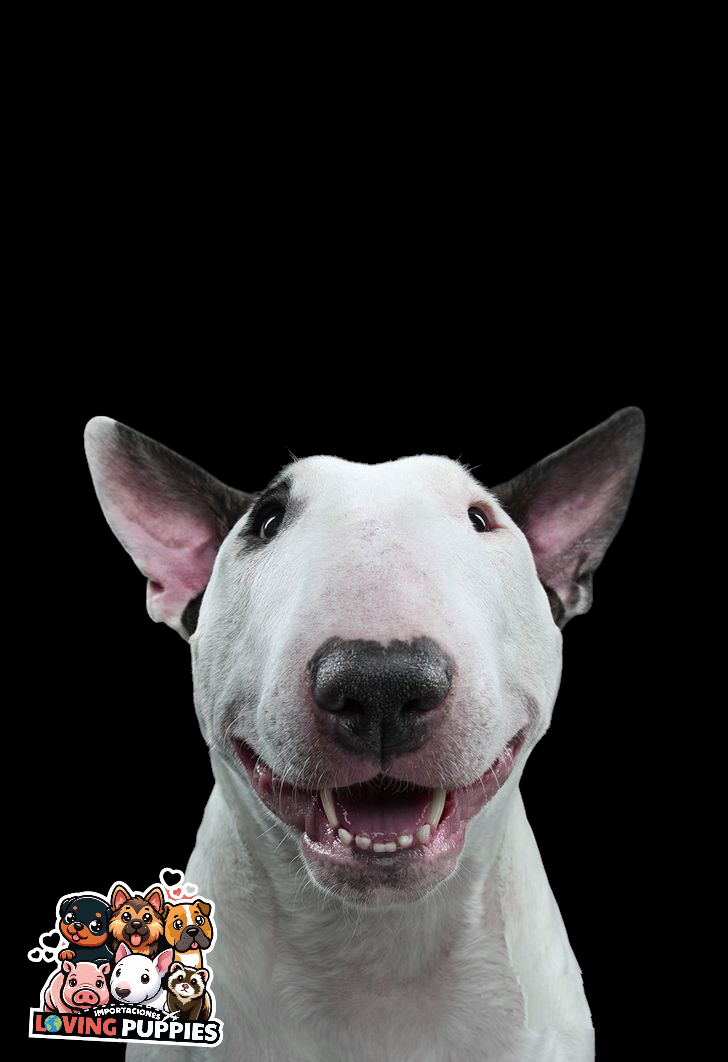 Bull Terrier