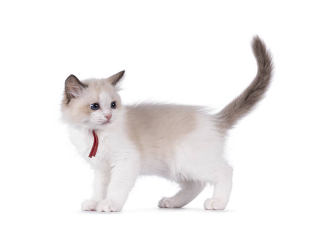 Gato Munchkin