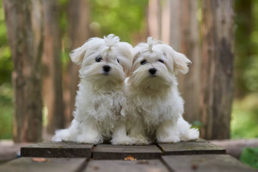 Bichón Maltés