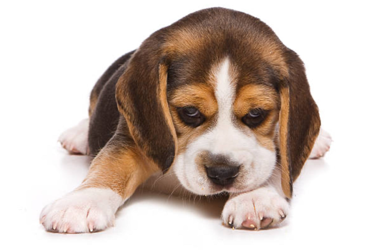 Beagle