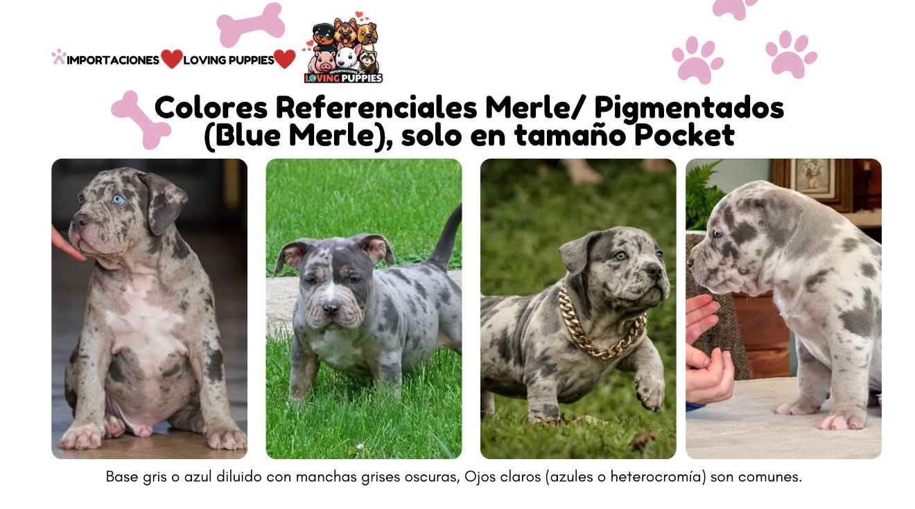 American Bully