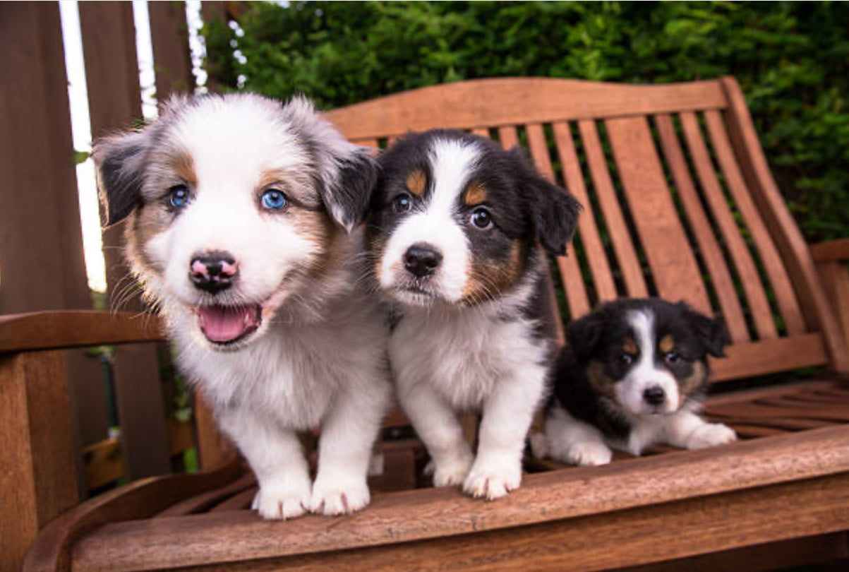 Pastor Ovejero Australiano (Australian Shepherd)