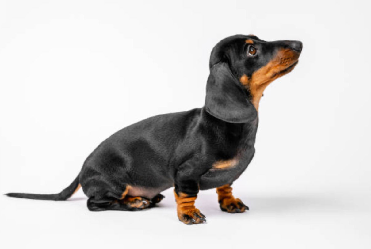 Dachshund Standard (Teckel Estándar)