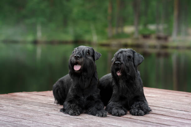 Schnauzer Gigante