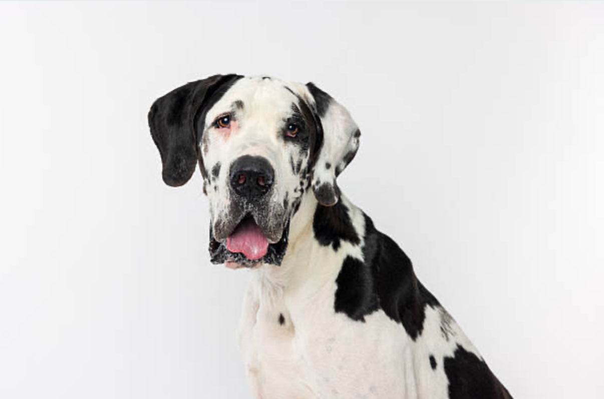 Gran Danés (Dogo Alemán)