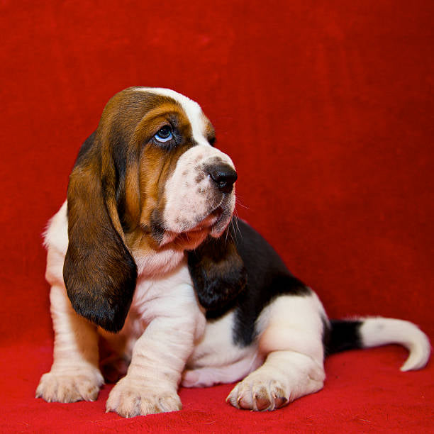 Basset Hound