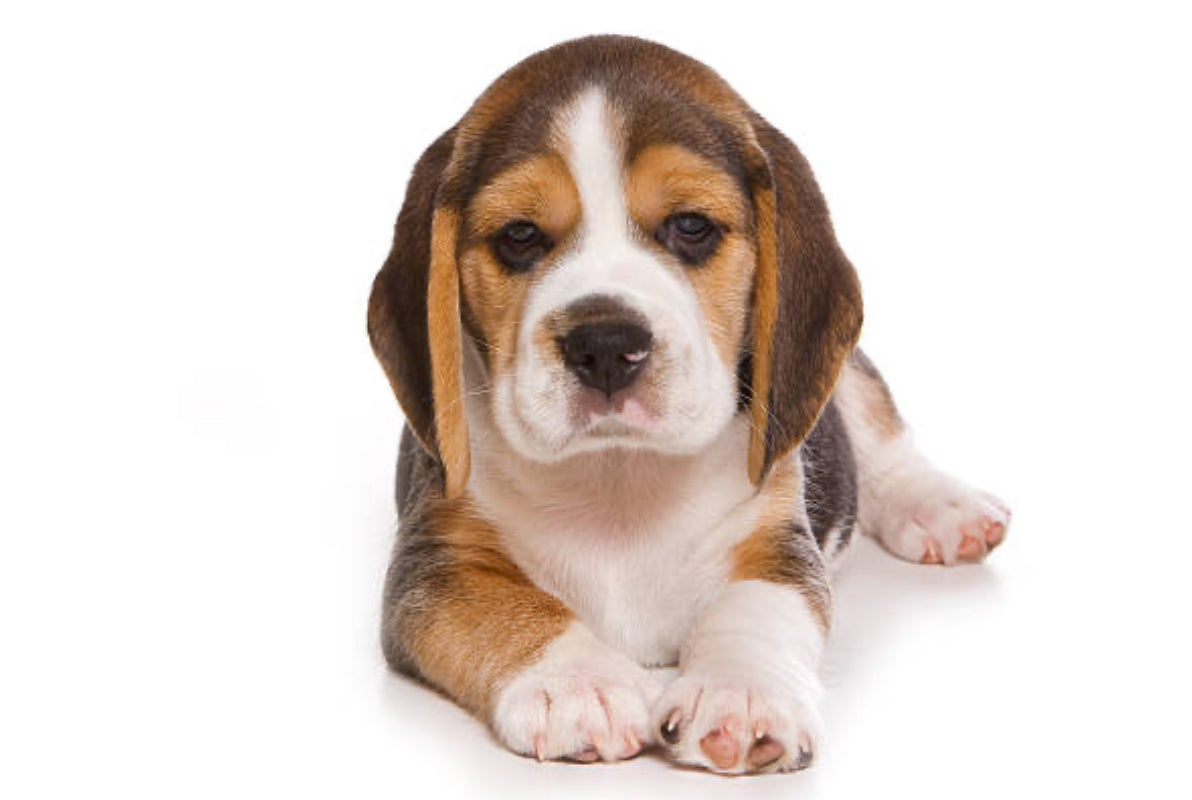 Beagle