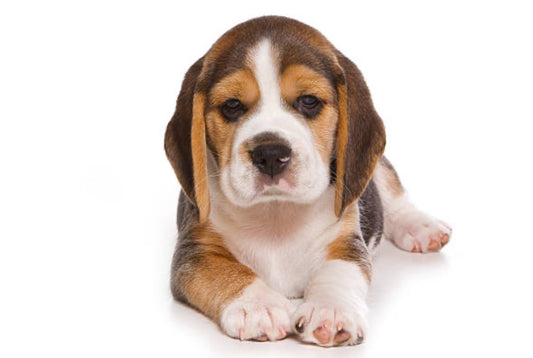 Beagle