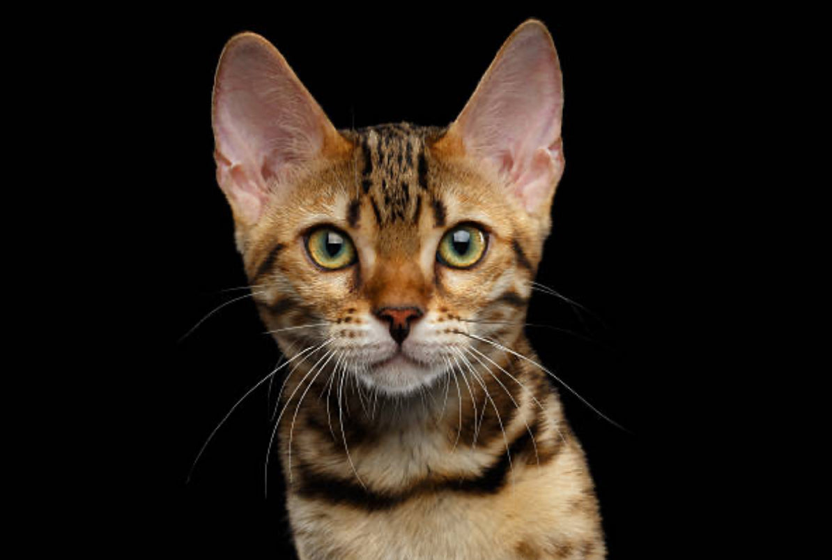 Gato Bengalí