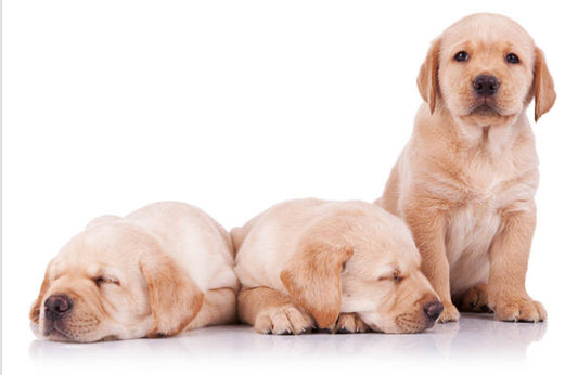 Labrador Retriever
