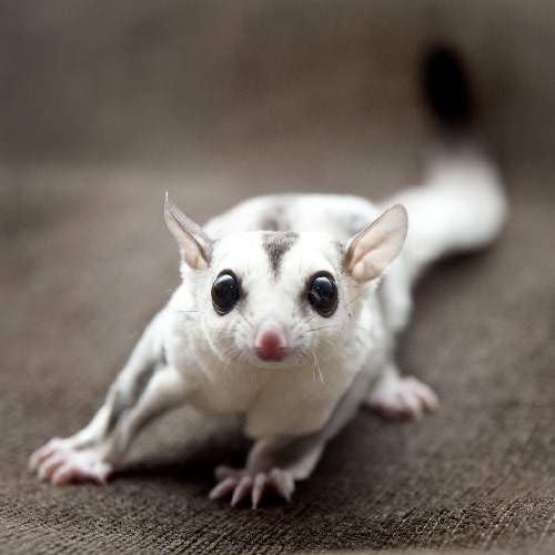 Sugar Glider