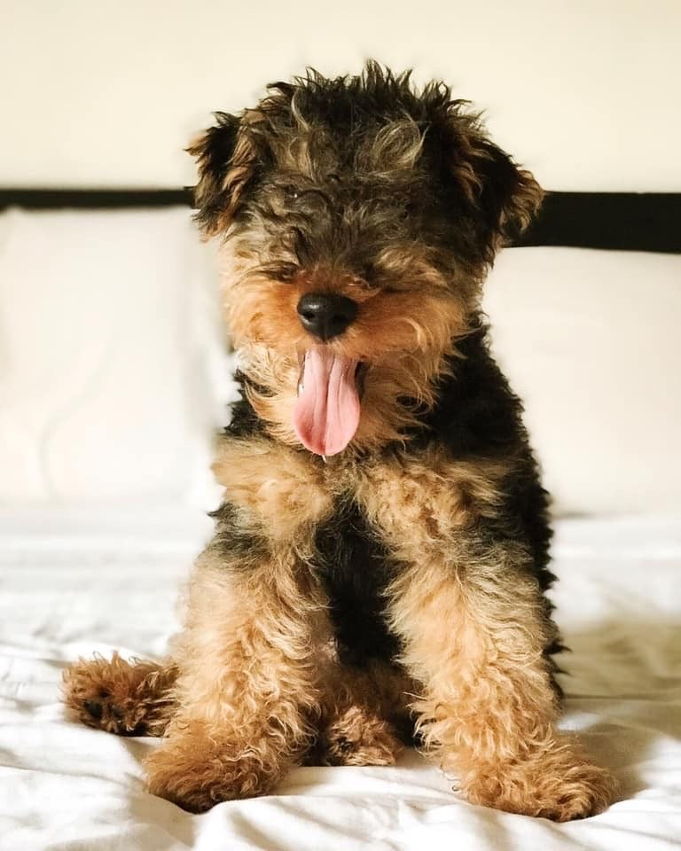 Airedale terrier