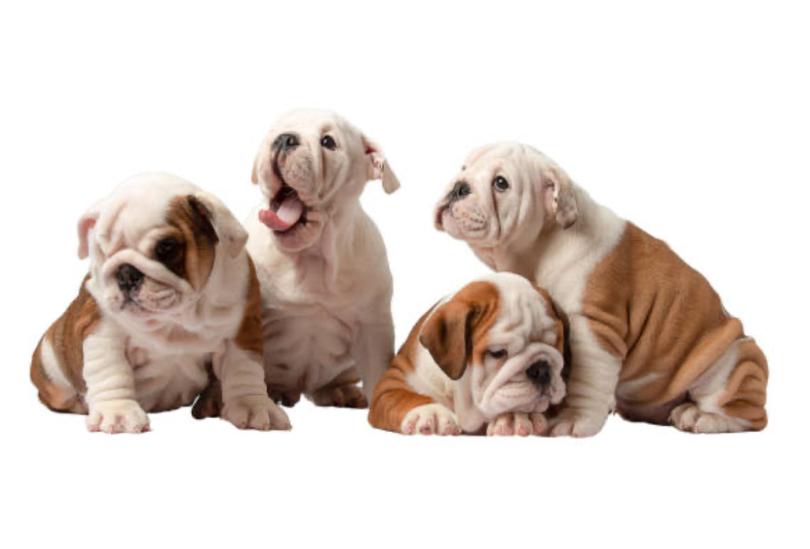 Bulldog Inglés