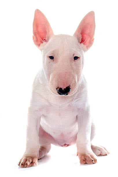 Bull Terrier