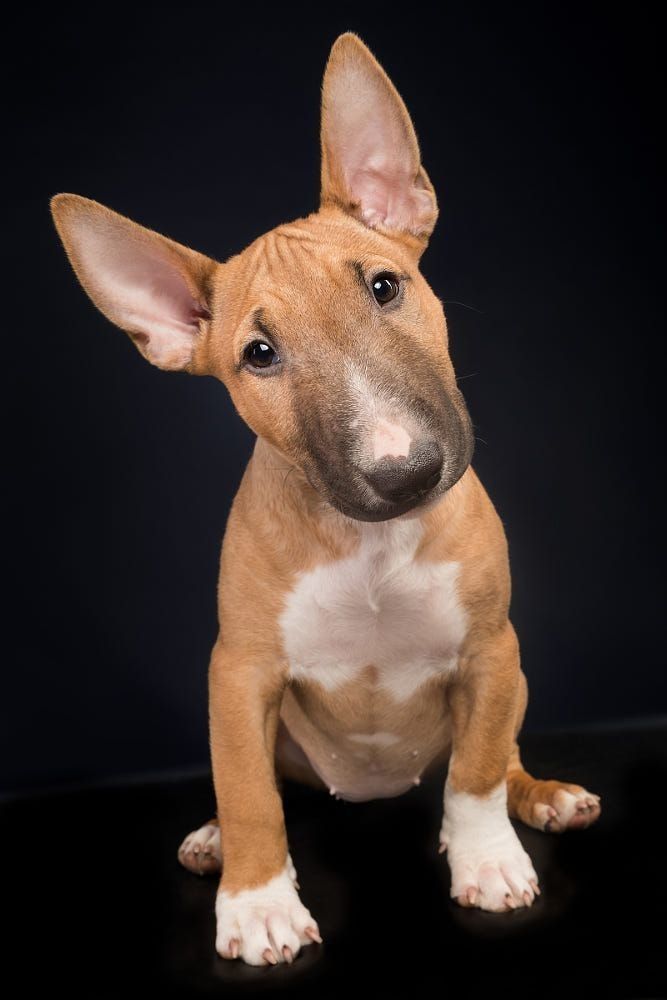Bull Terrier