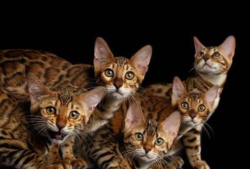 Gato Bengalí