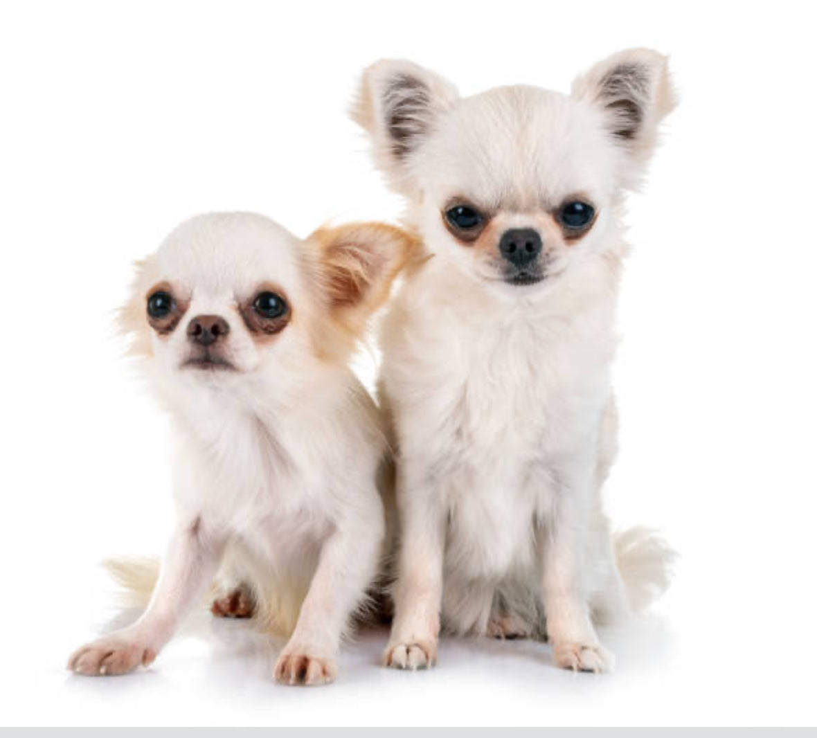 Chihuahua pelo largo