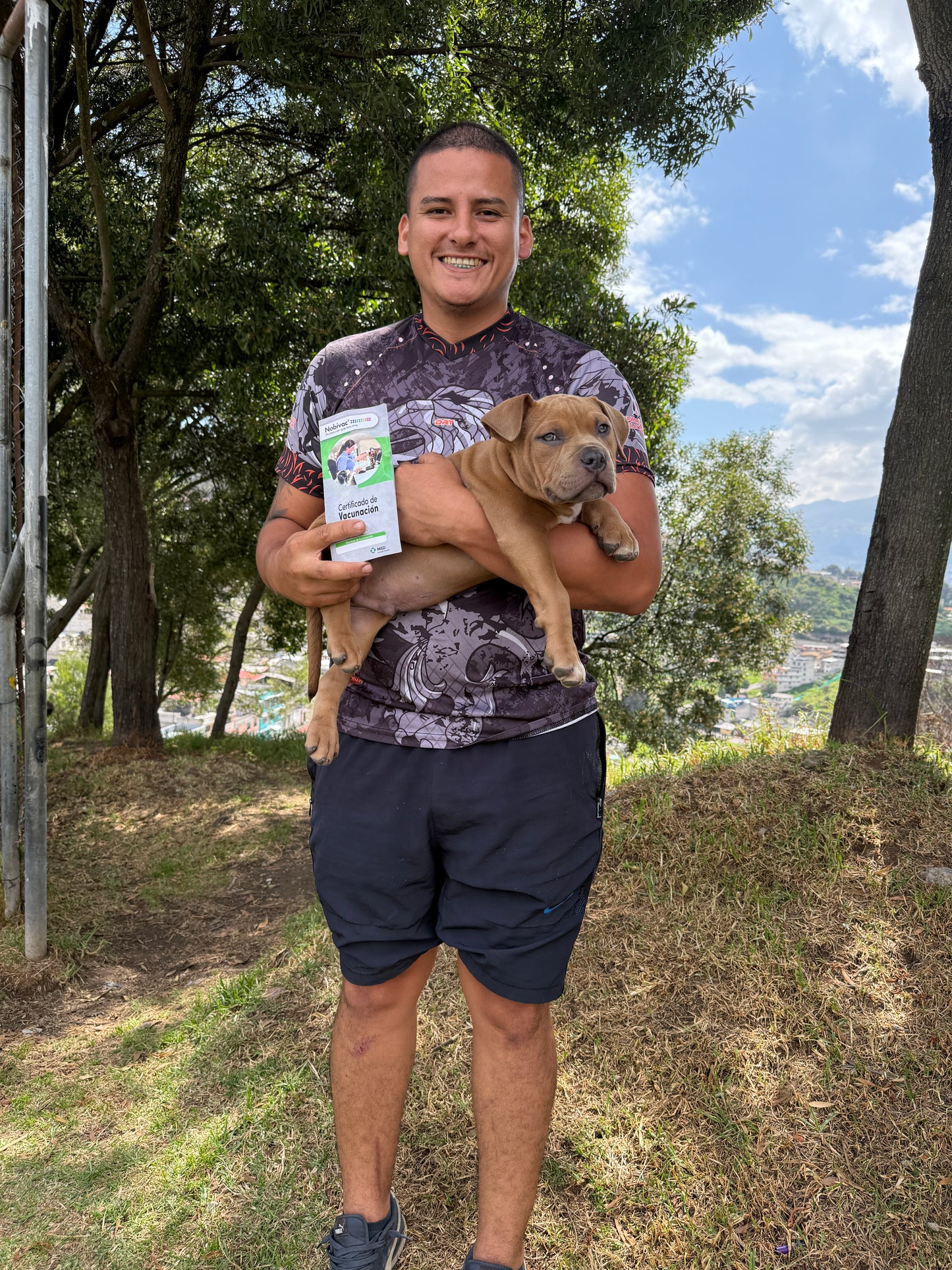 American Bully