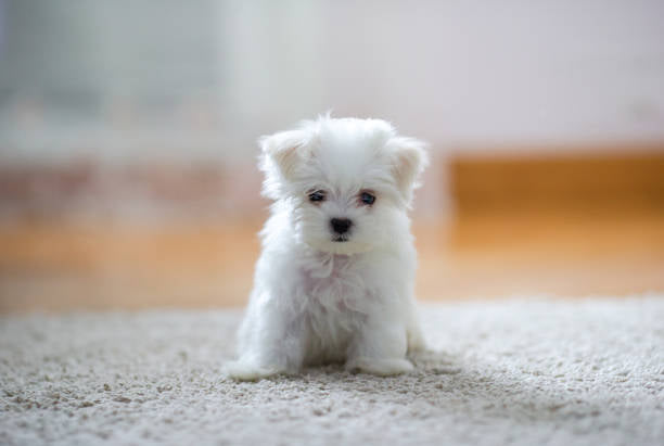 Bichón Maltés