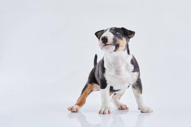Bull Terrier