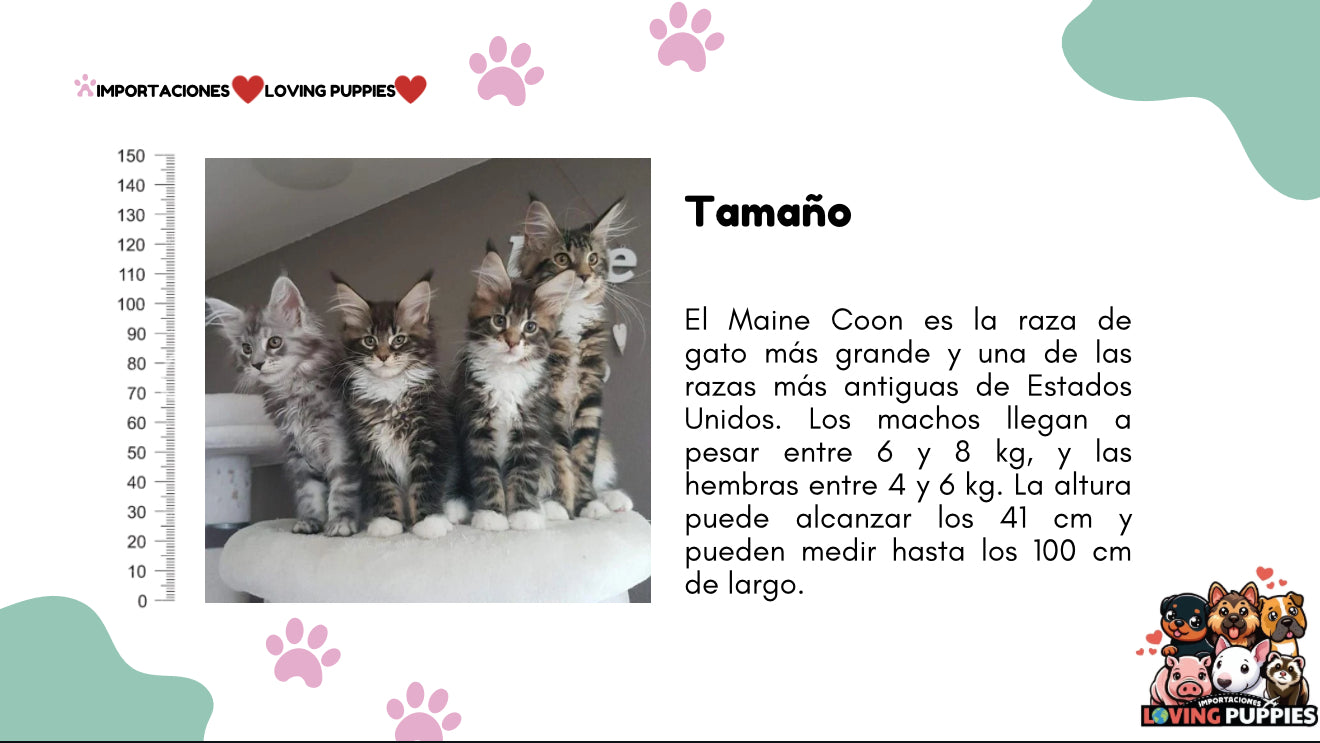 Gato Gigante Maine Coon