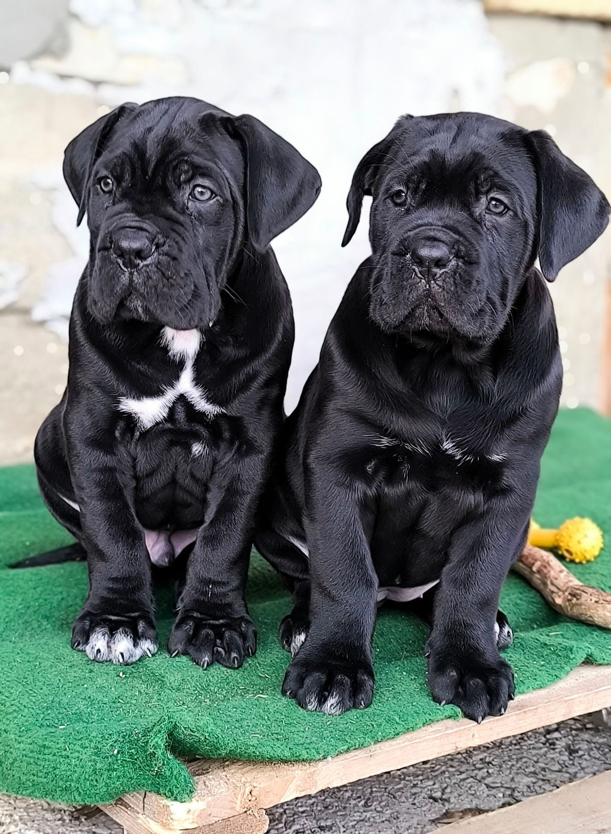 Cane Corso