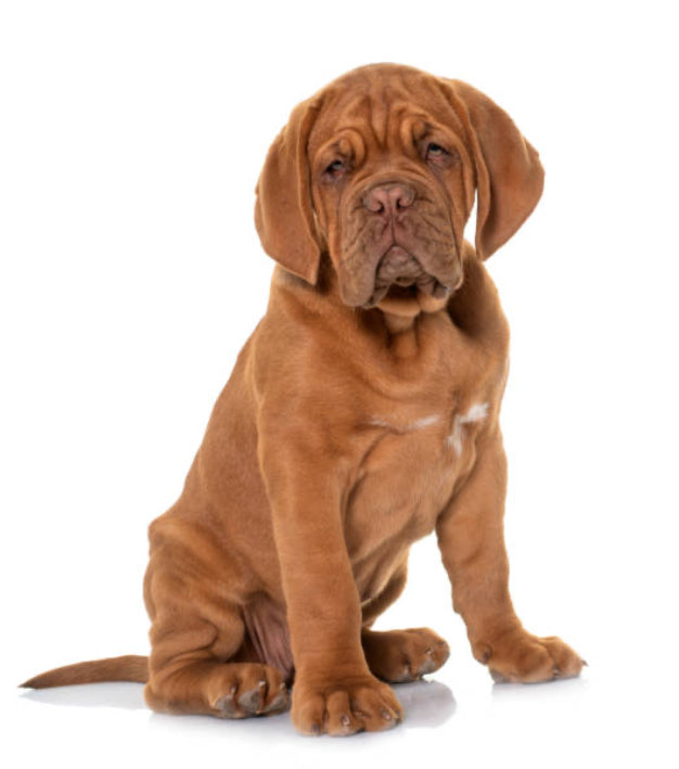 Dogo de Burdeos