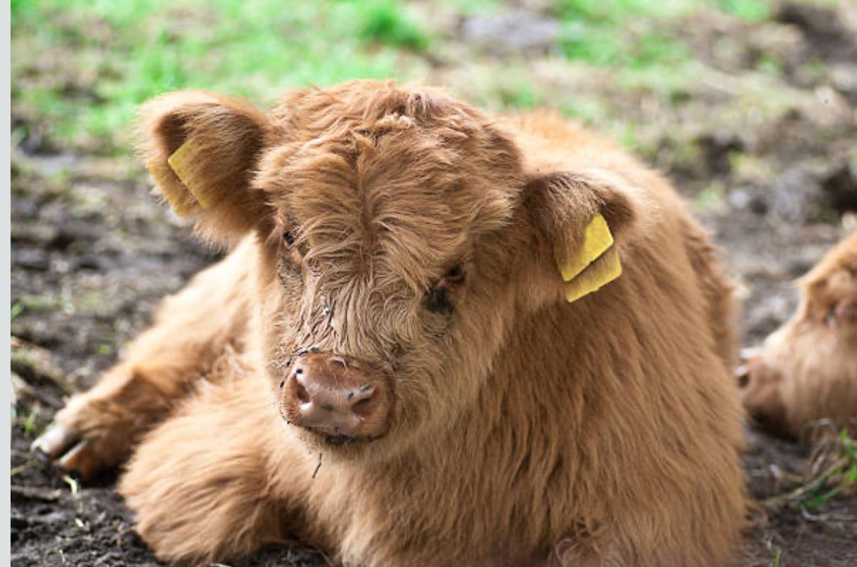 Mini Vaca Highland
