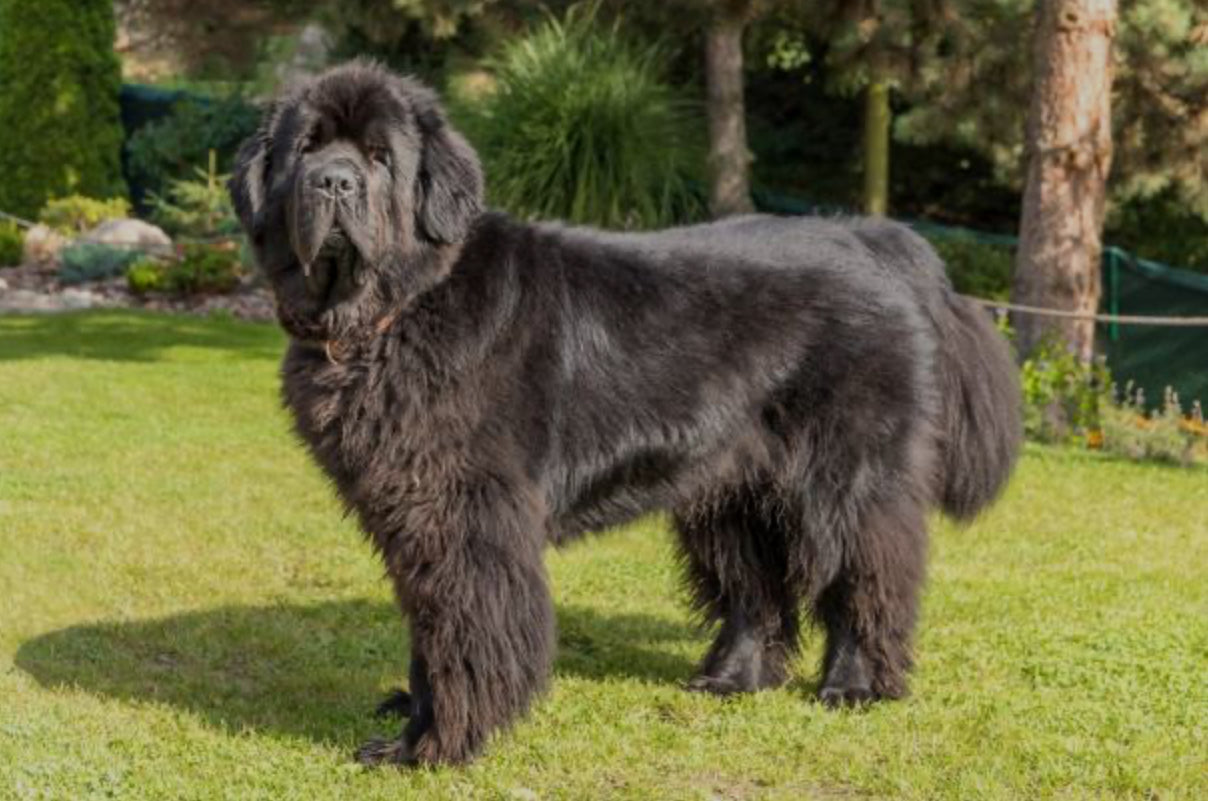 Terranova (Newfoundland)