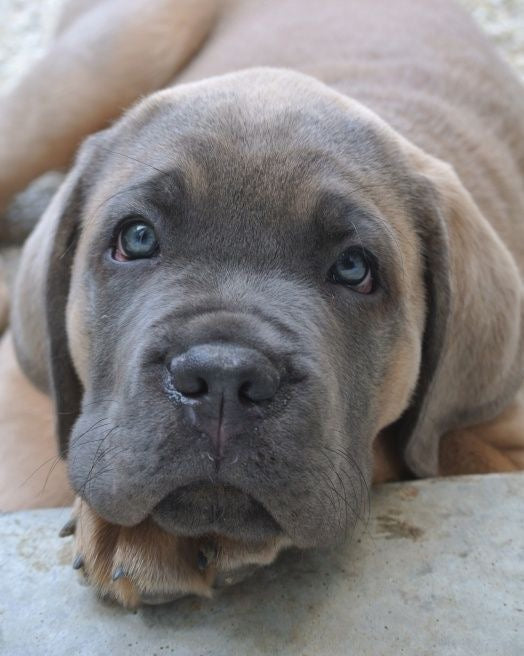 Cane Corso