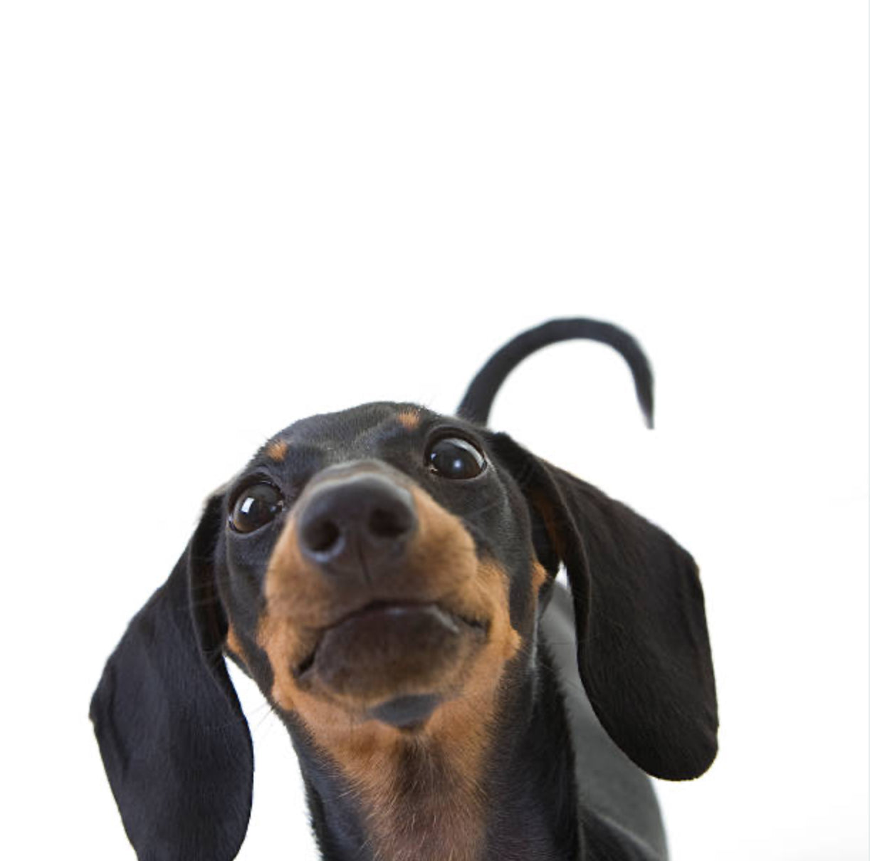 Dachshund Standard (Teckel Estándar)