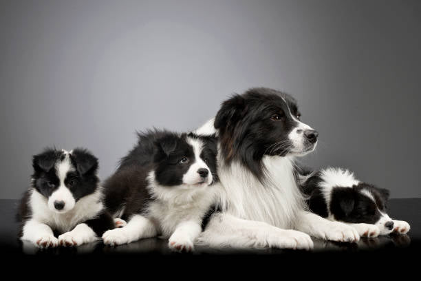 Border Collie Standard