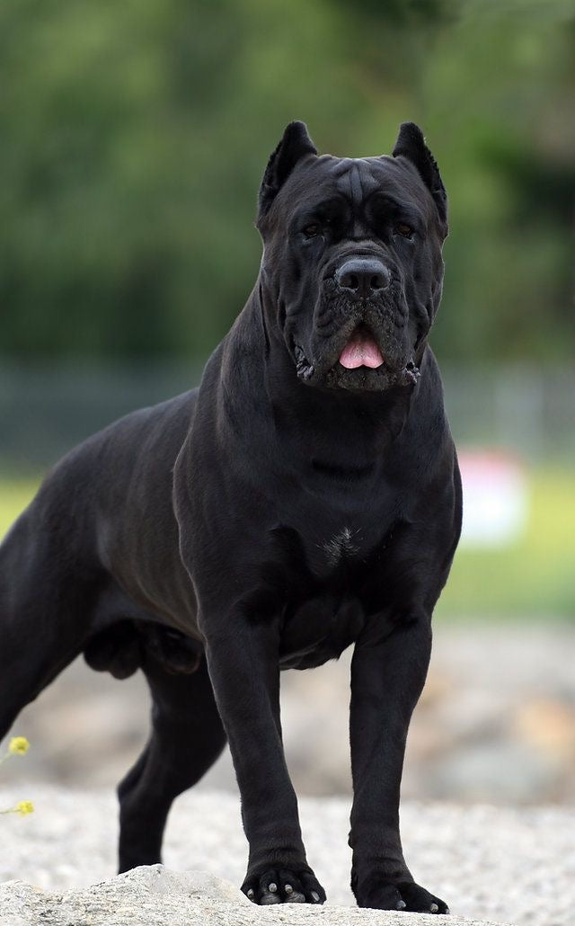 Cane Corso