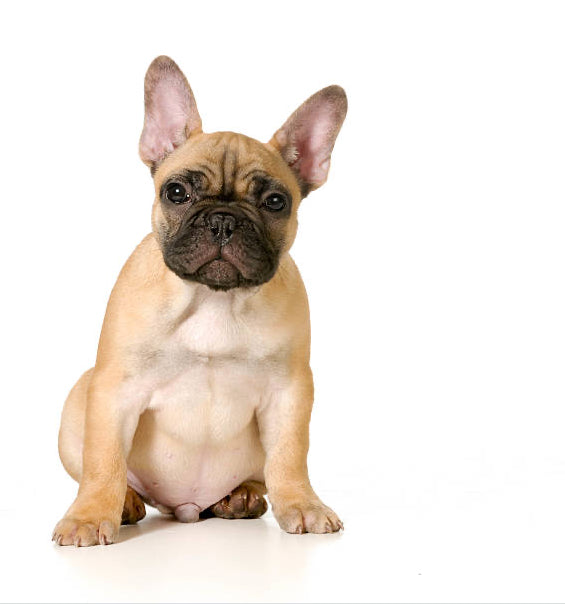 Bulldog Frances