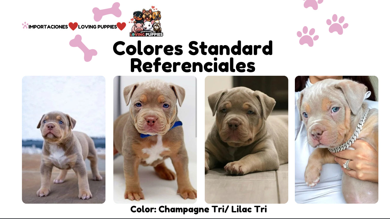 American Bully