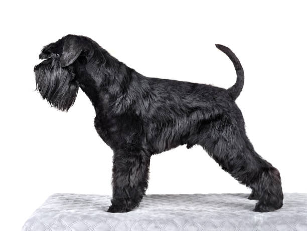 Schnauzer Gigante