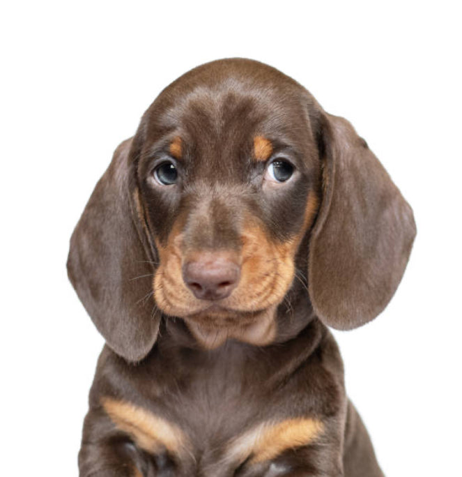 Dachshund Standard (Teckel Estándar)