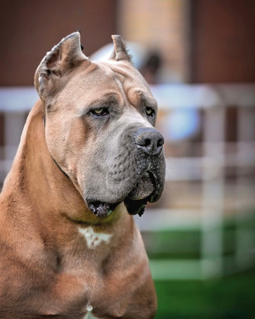 Cane Corso