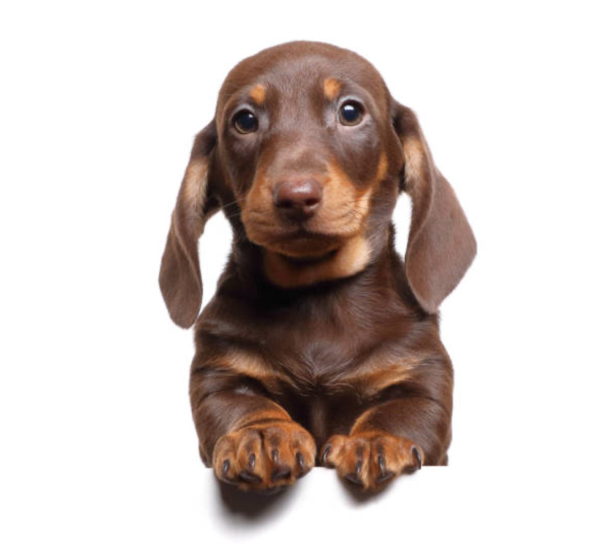 Dachshund Standard (Teckel Estándar)