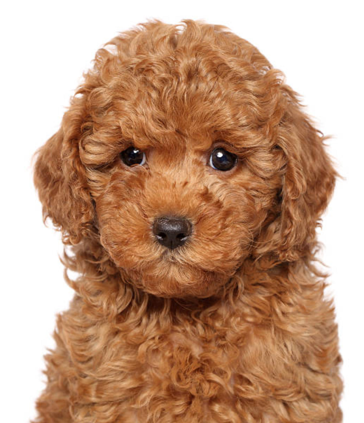 Caniche Toy