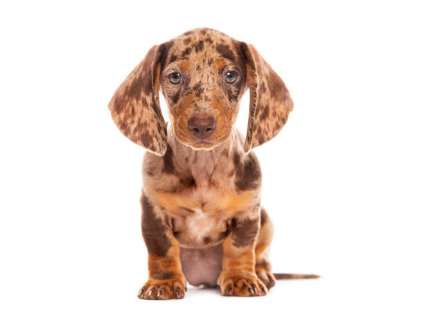 Dachshund Merle de Pelo Corto