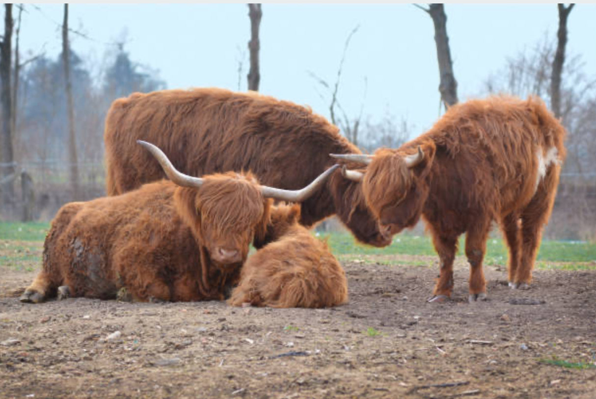 Mini Vaca Highland