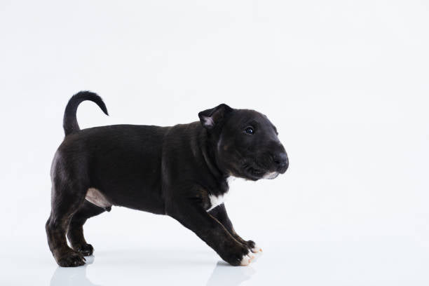 Bull Terrier
